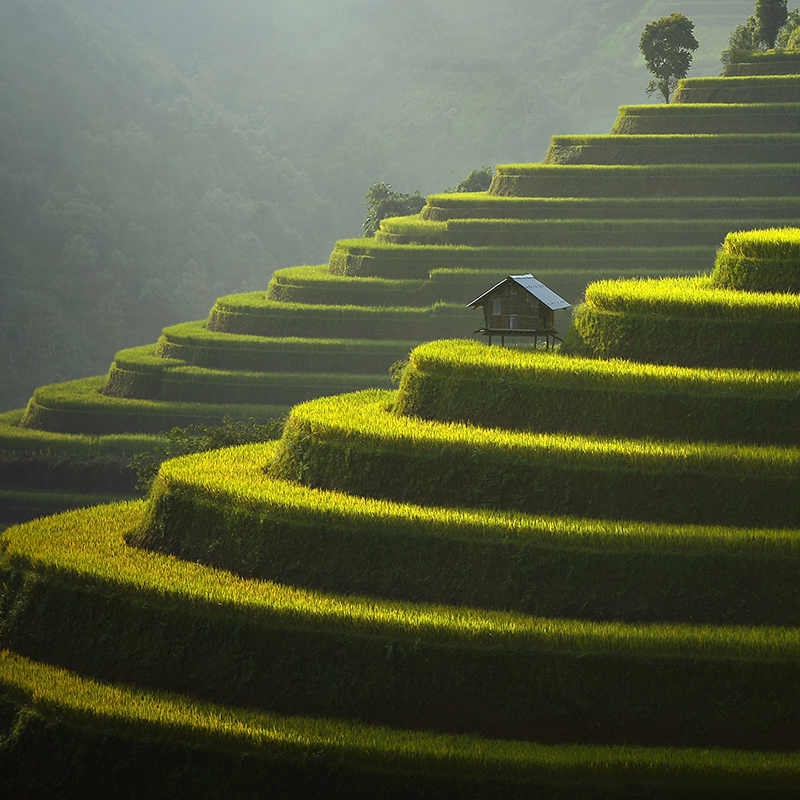 Image of rice paddies